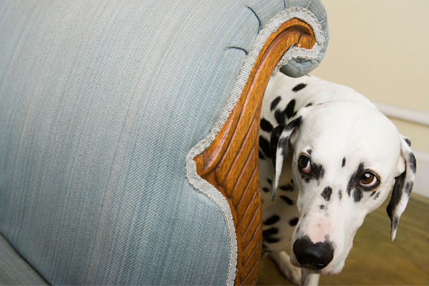 rescue dog fear hiding behind couch