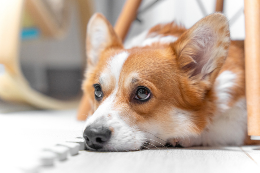 rescue dog receiving discipline