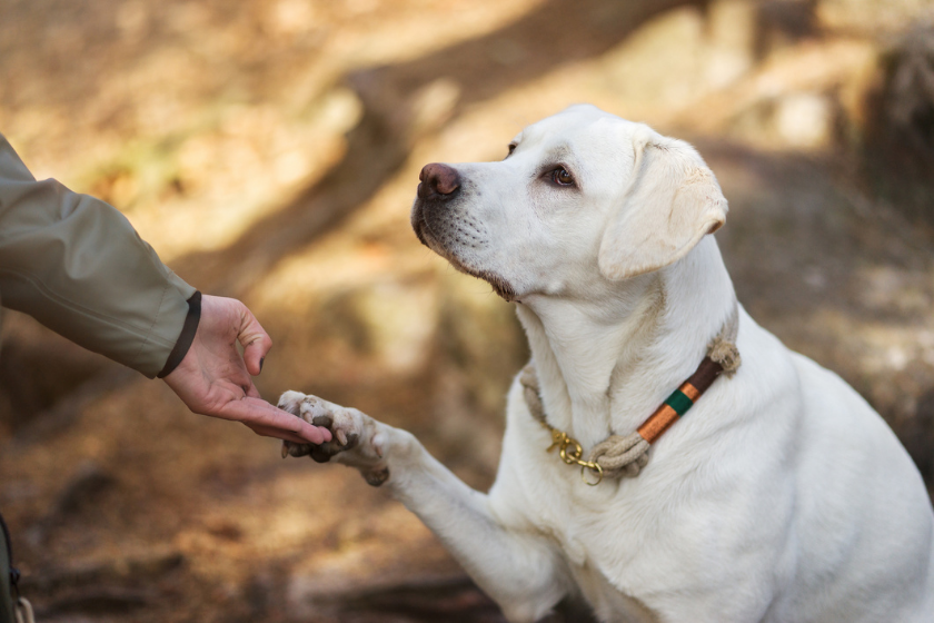 teaching a rescue dog with paw in hand