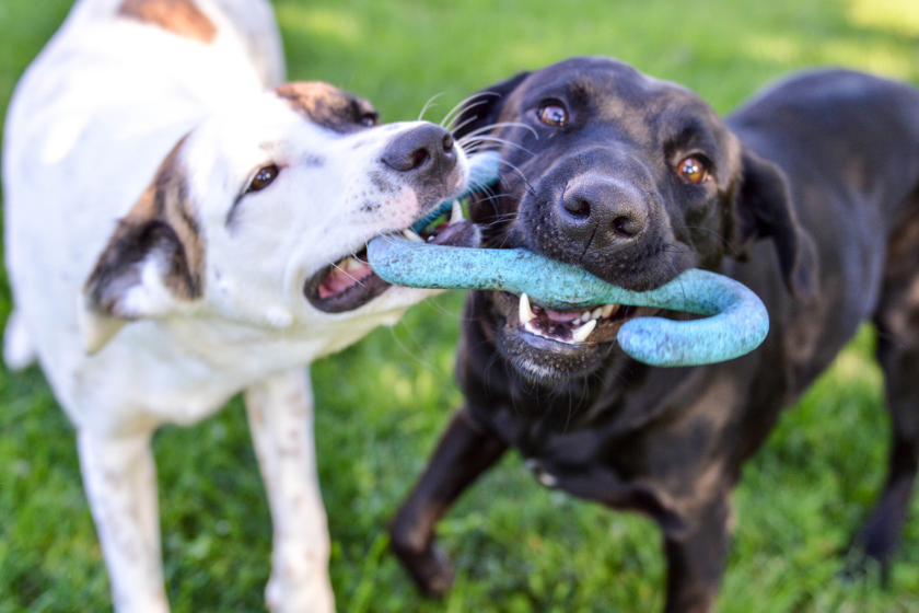 two dogs playing with toy