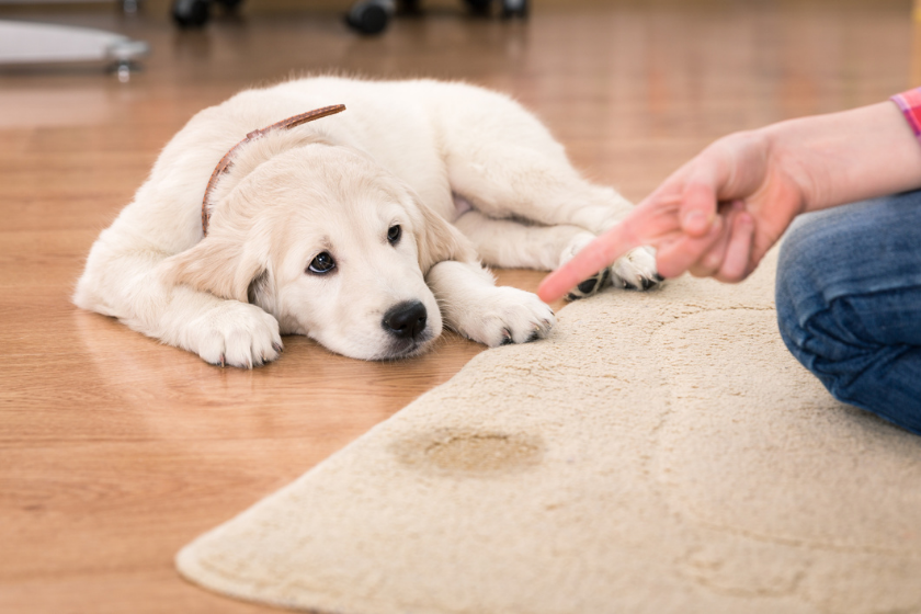 rescue dog being disciplined for peeing on carpet