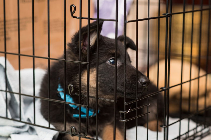 puppy being crate trained