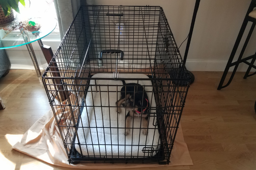 puppy being crate trained