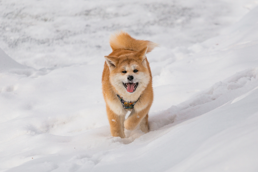 how much do akita dogs cost