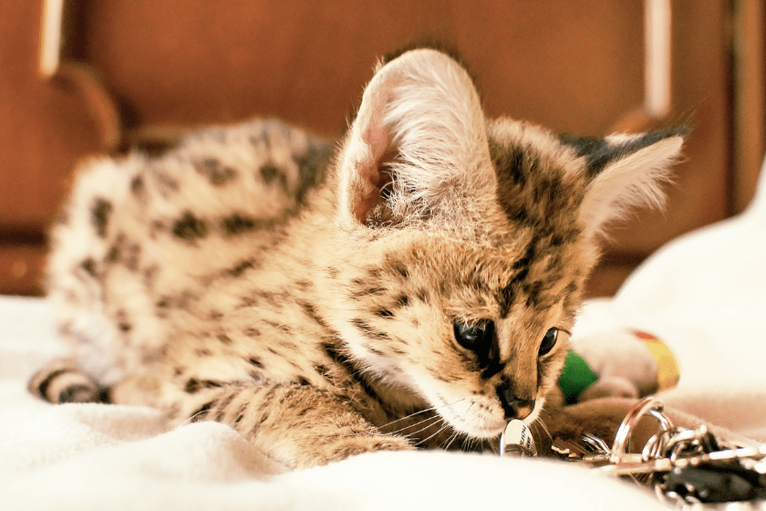 serval cat kitten plays