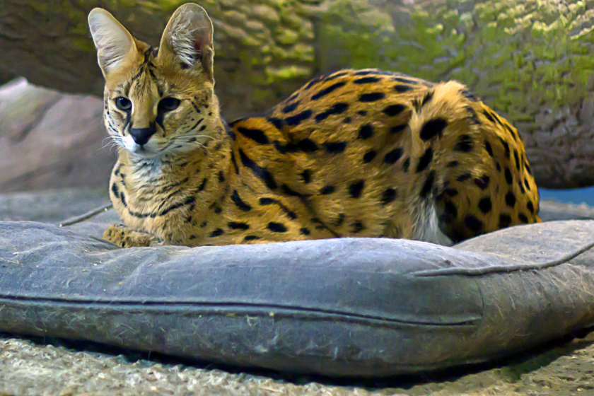 serval cat resting
