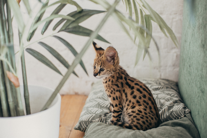 serval cat on mat