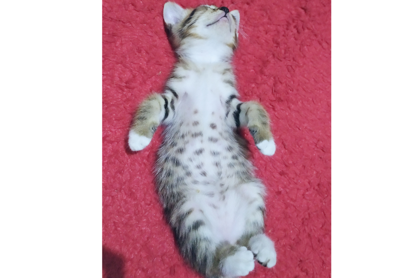 cat belly rub sleeping position