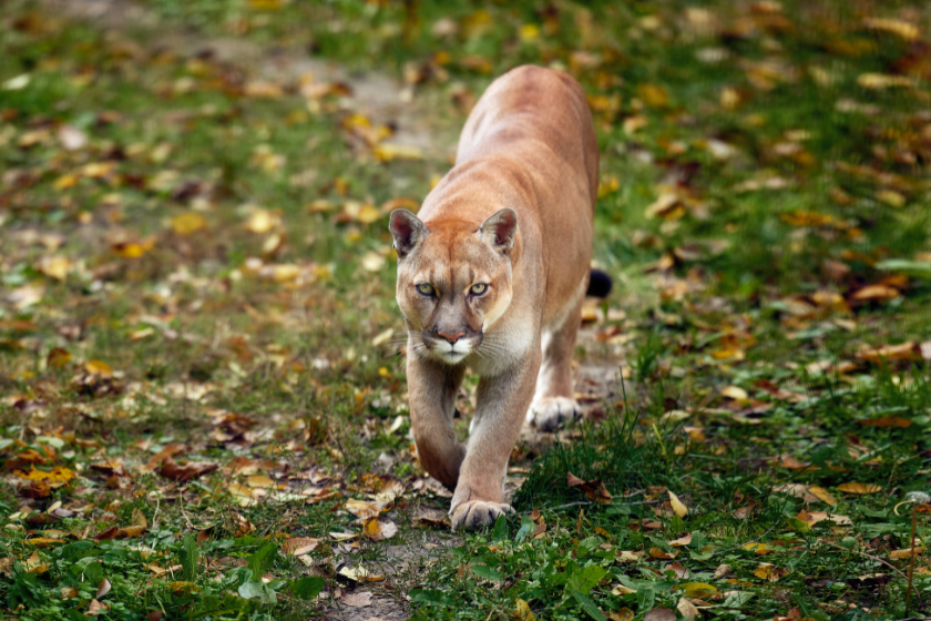 mountain lion hunting