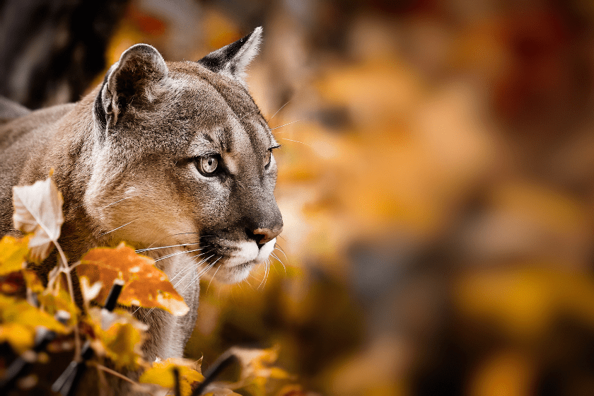 mountain lion hunting