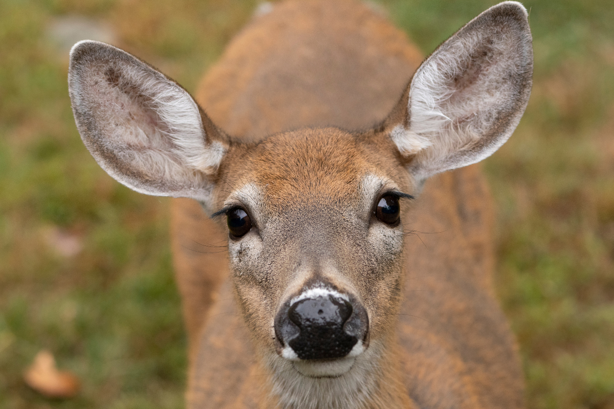 deer vision