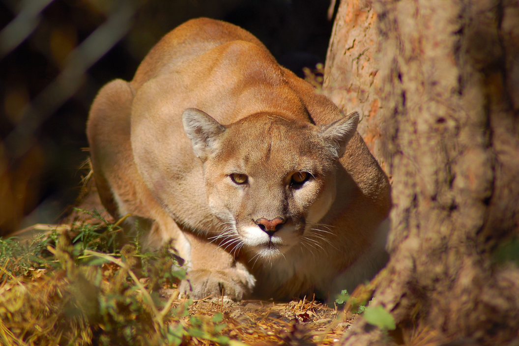 mountain lion hunting