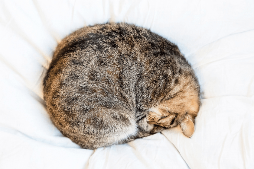 cat sleeping in a ball 