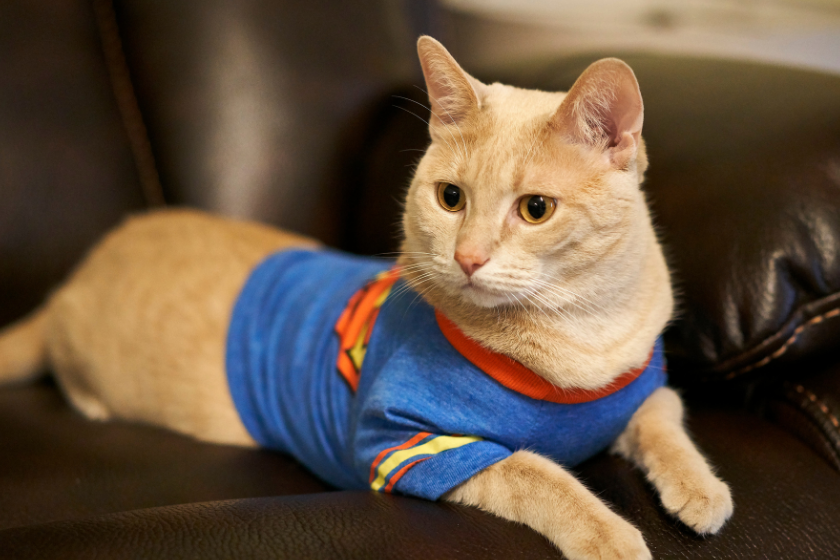 orange cat in superman position