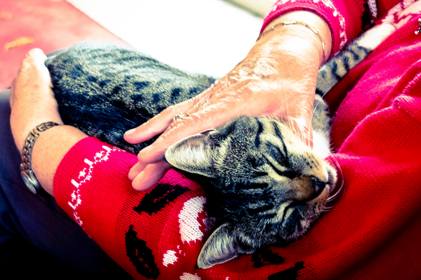 cat sleeping on woman in red shirt