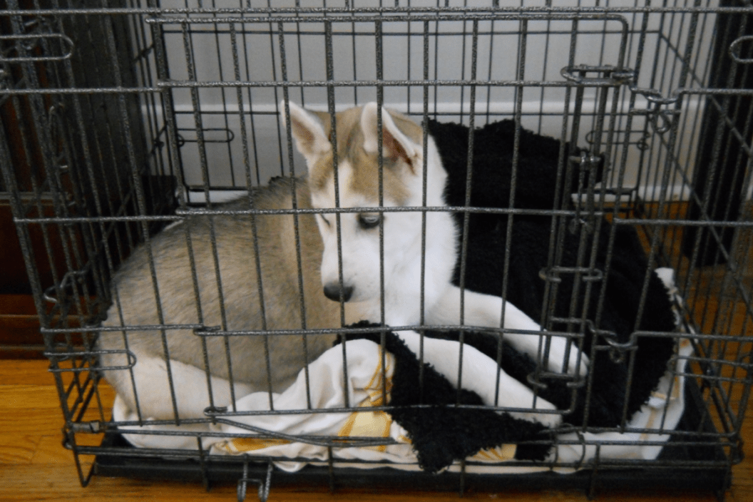 Puppy Crying In Crate Here s What Veterinary Medicine Experts Suggest