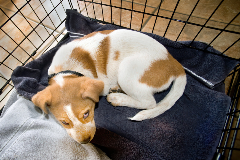 puppy laying in a crate