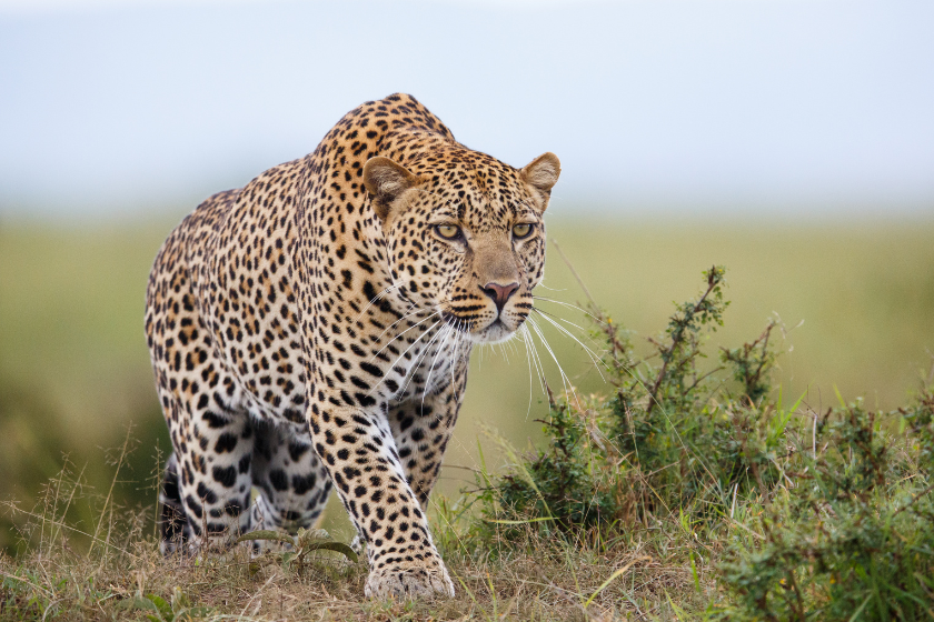 best animals to hunt in africa