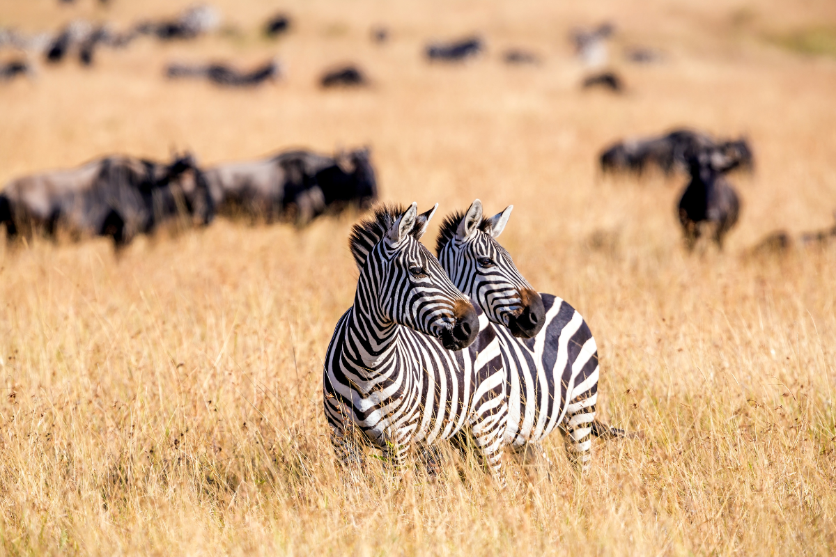 best animals to hunt in africa