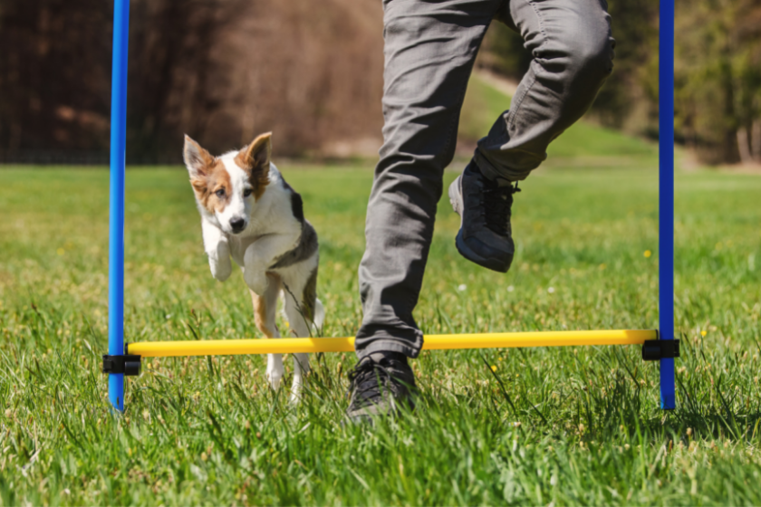 Dog follows owner over agility training obstacle