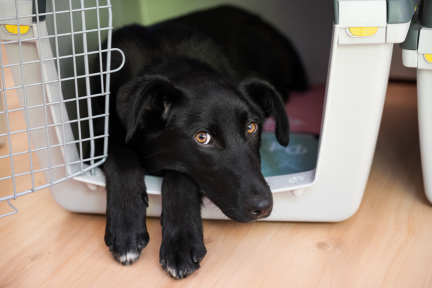 black dog laying in crate