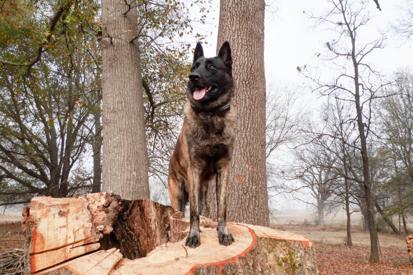 e-collar on German shepherd