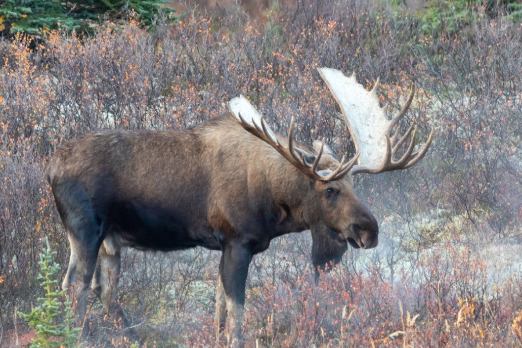 A large bull moose in Alaska.