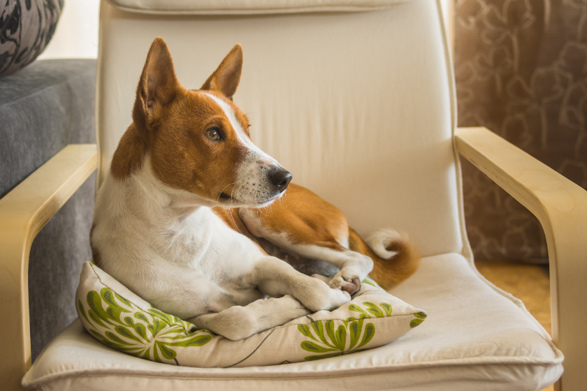 Basenji sits on a chair