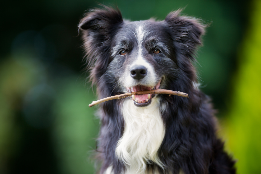 border collie with stick