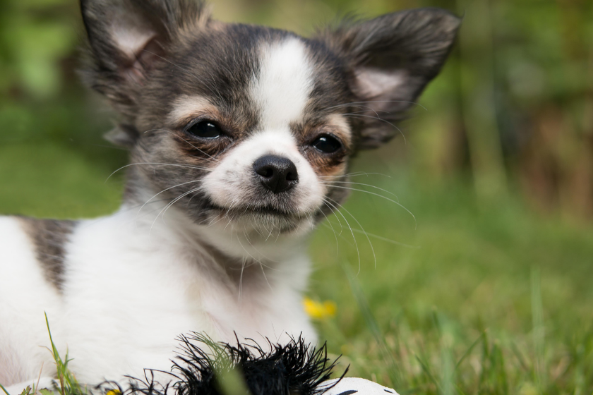 chihuahua sitting on grass