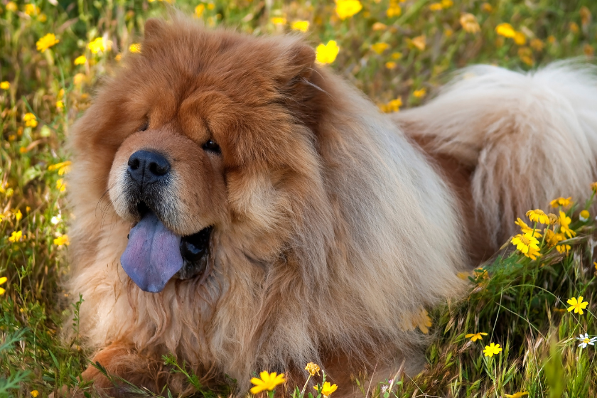 chow chow sitting in a field of flowers