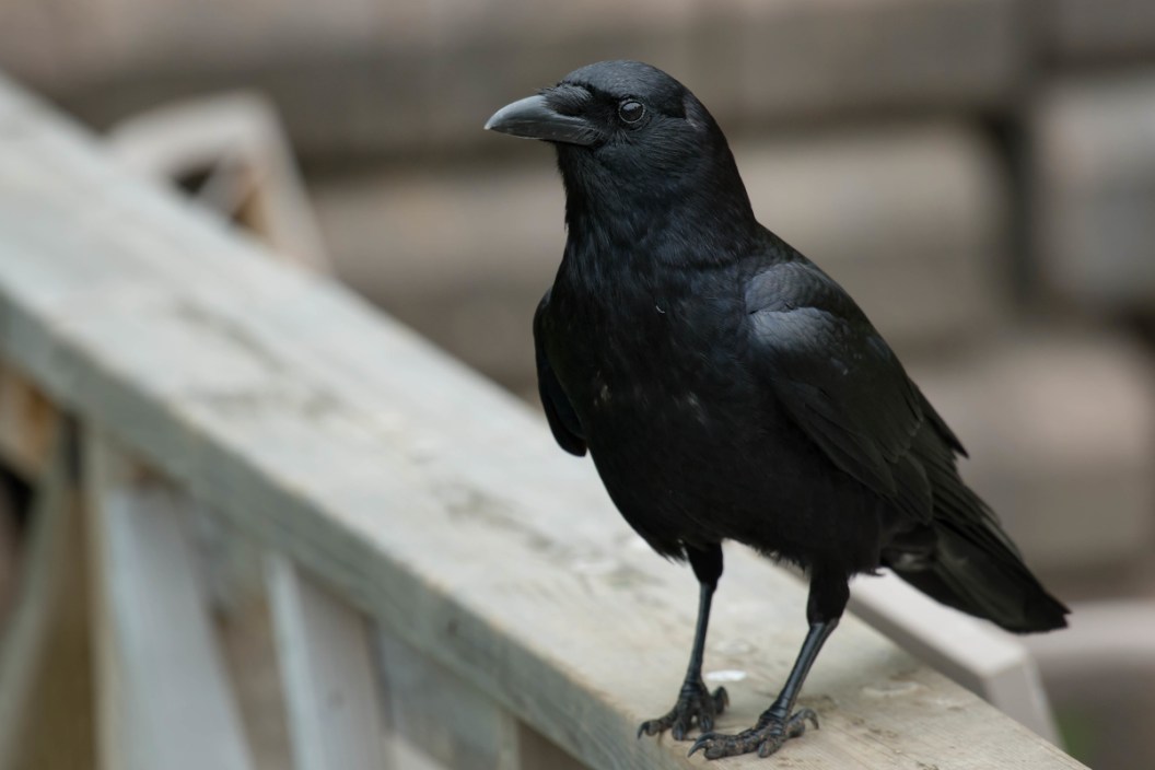 A crow standing on a railing.