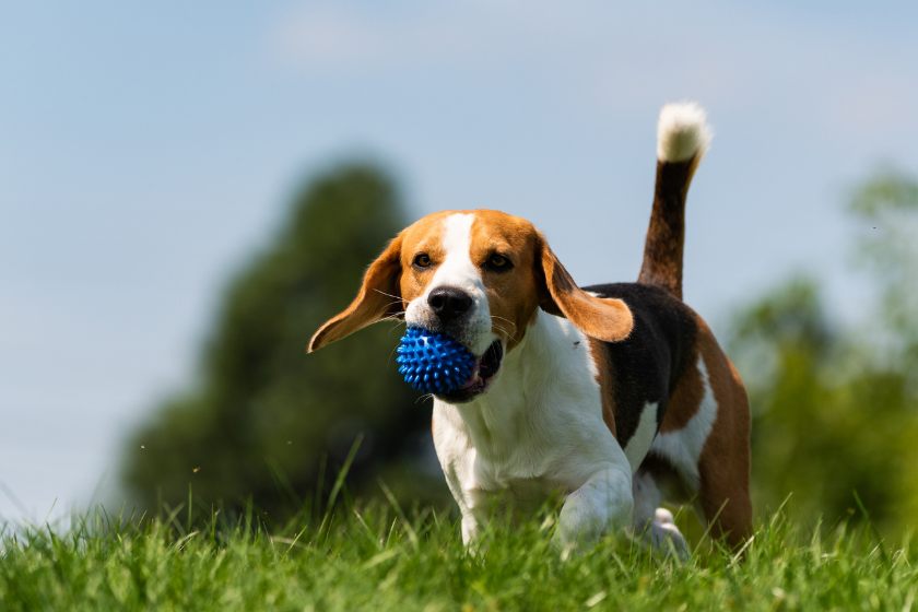 beagle running with ball