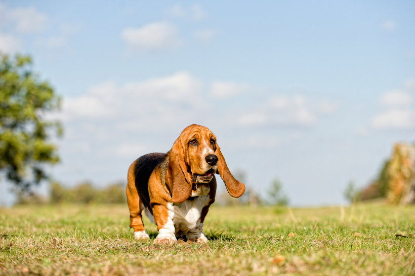 basset hound standing in a field