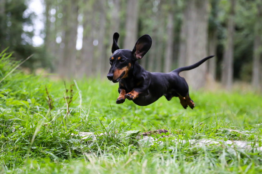 hardest dogs to train