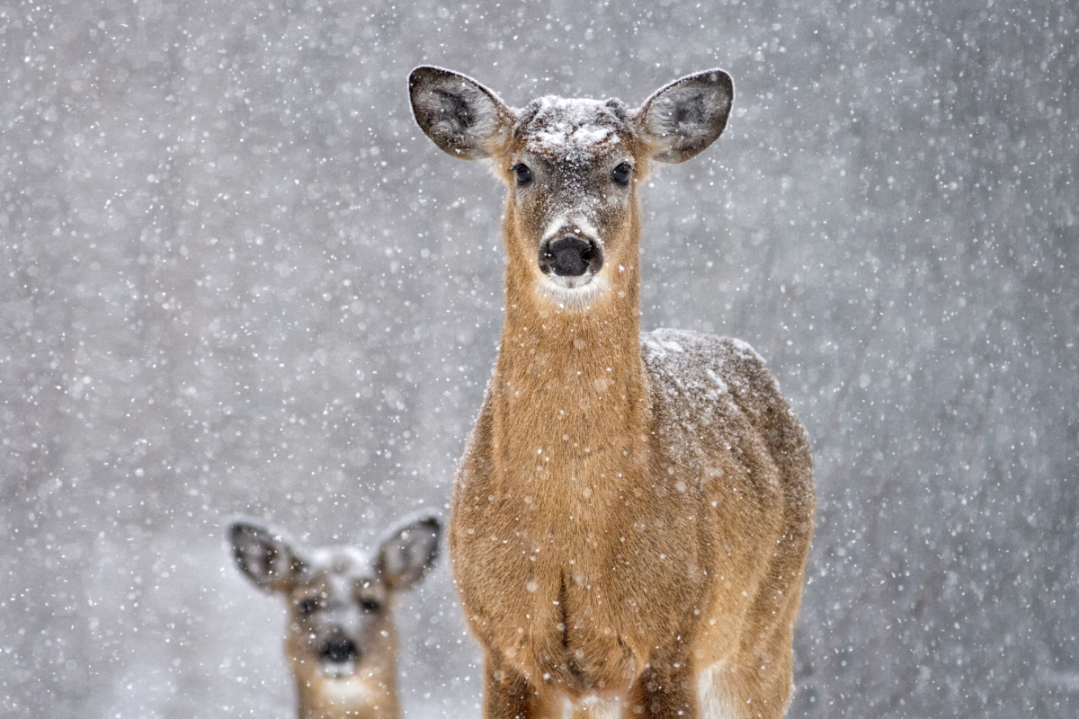 Deer in Winter