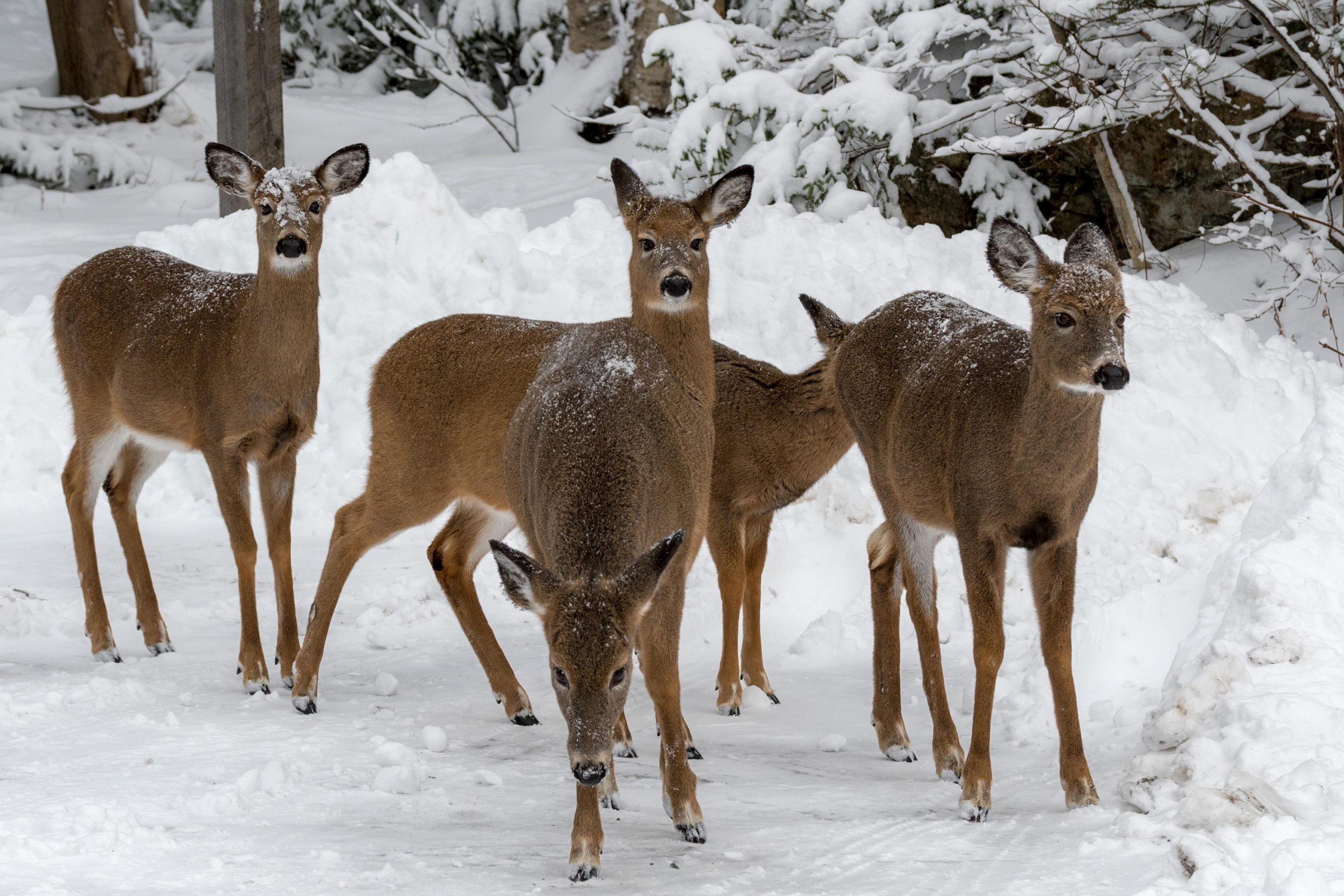 Deer in Winter