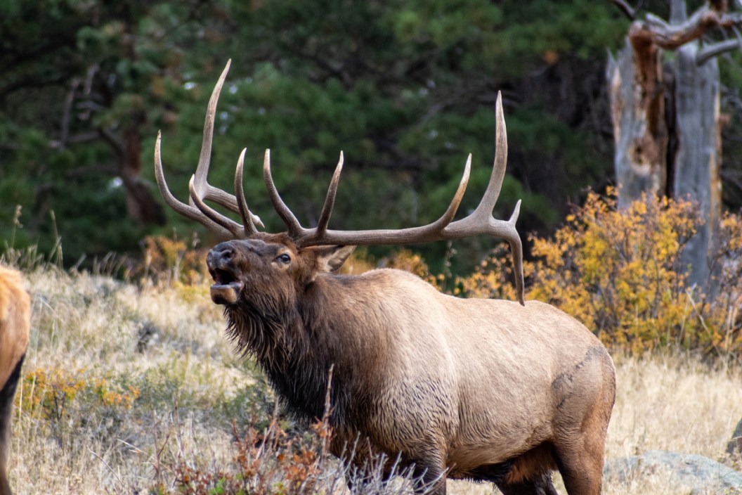 Elk Poaching Washington