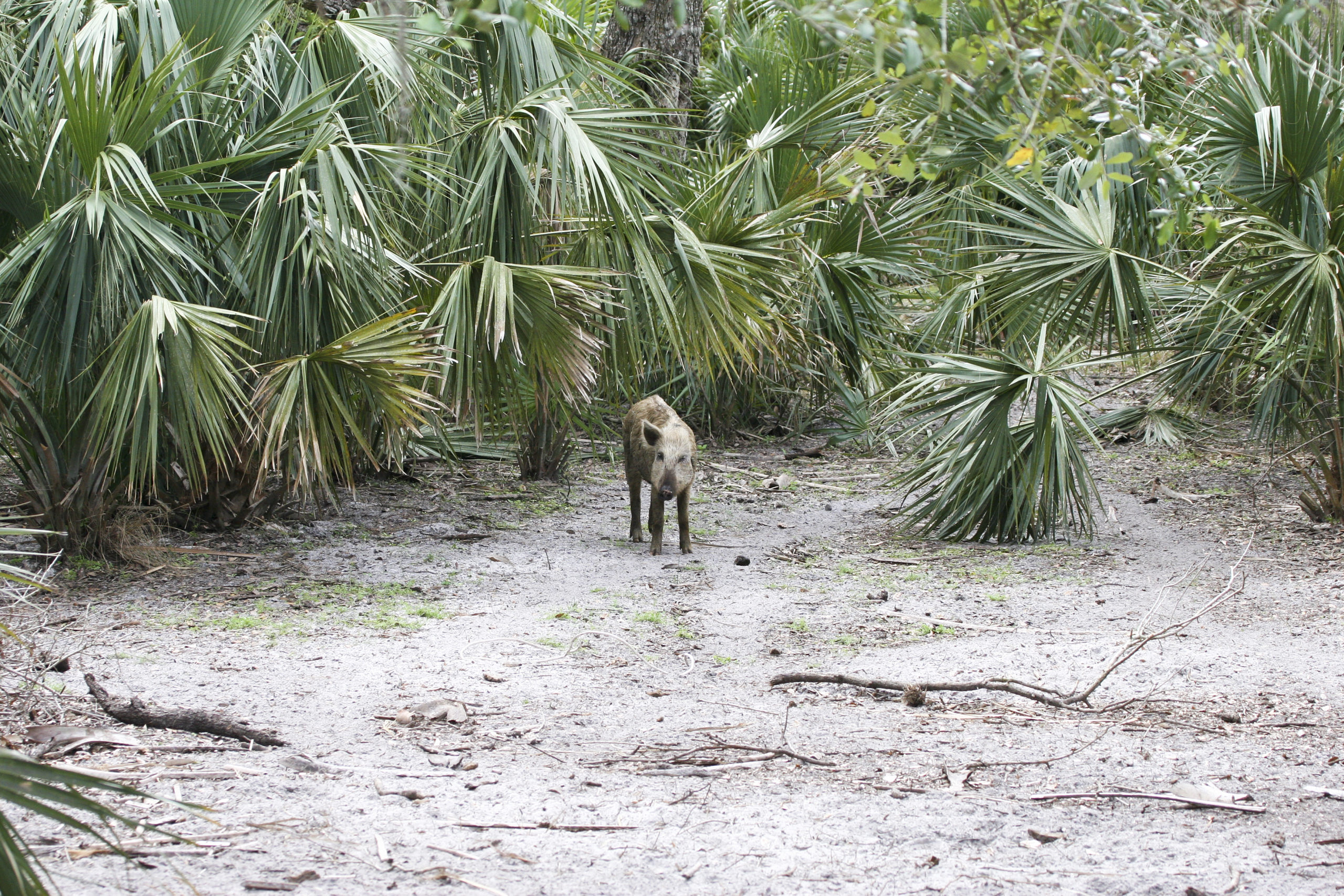 Feral Hogs Florida