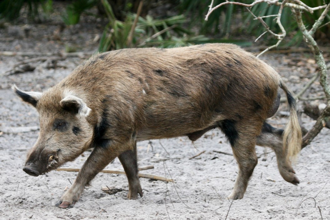 Florida Feral Hogs