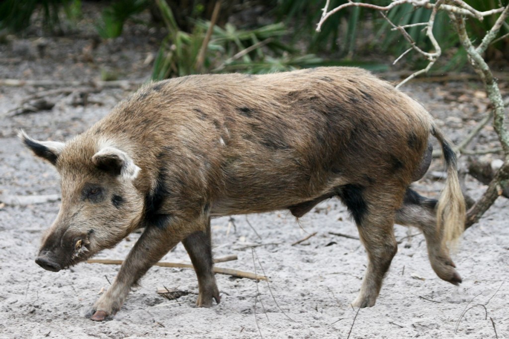 Eating Wild Hogs Factors Affecting Quality and Safety Wide Open Spaces