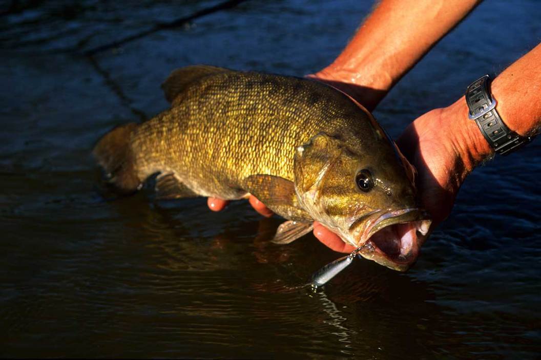 Bass Fishing Rules 5 Things to Govern Your Approach Wide Open Spaces