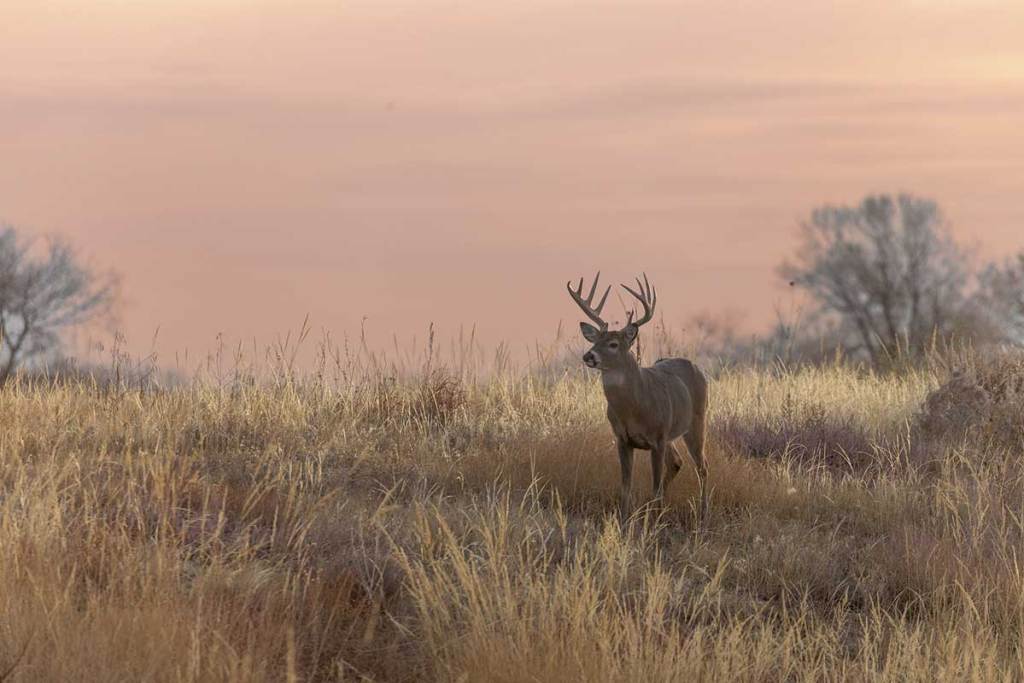 Deer Hunting In January And February