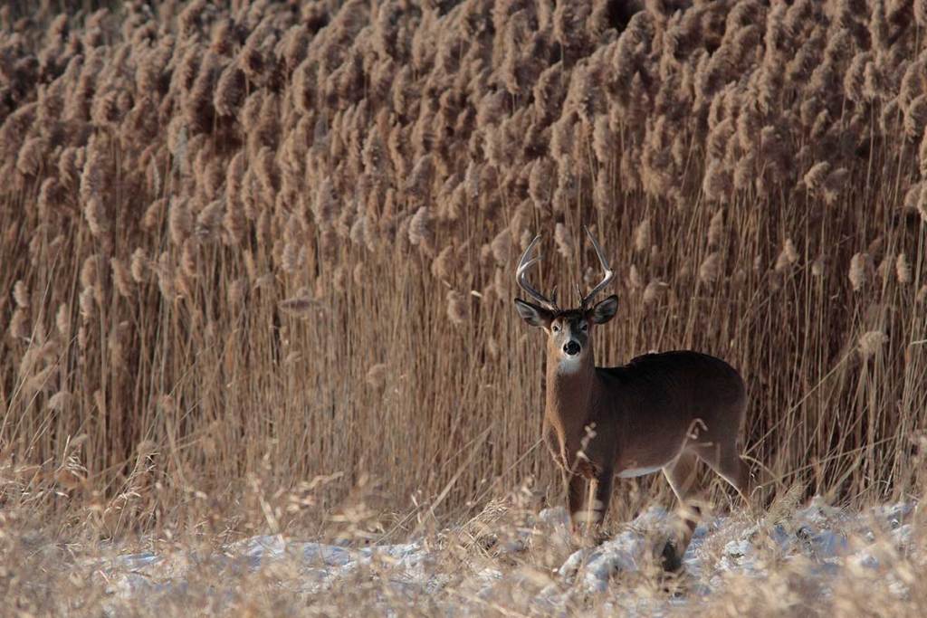 Deer Stop Moving