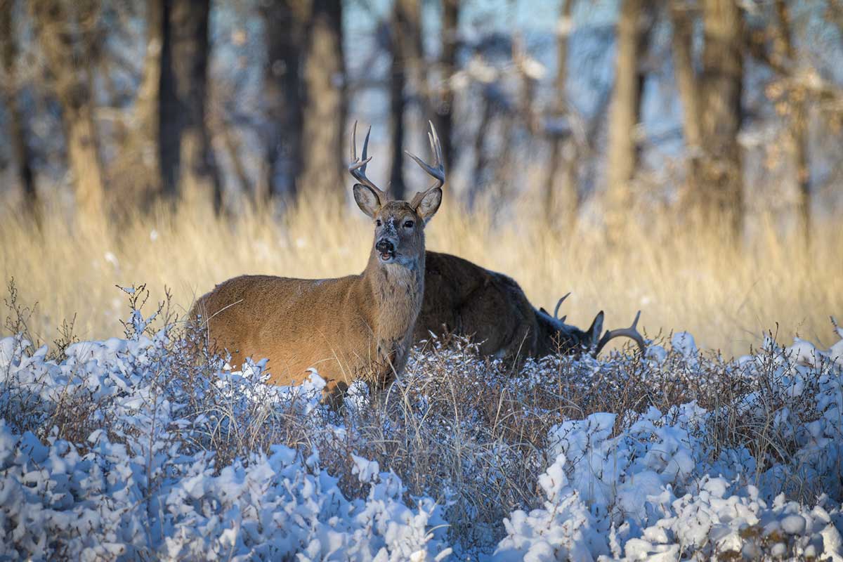 Feeding Deer in the Winter is Not a Good Idea - Wide Open Spaces