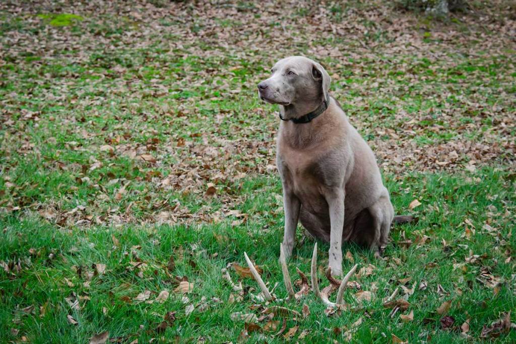 Shed Hunting Dog Breeds