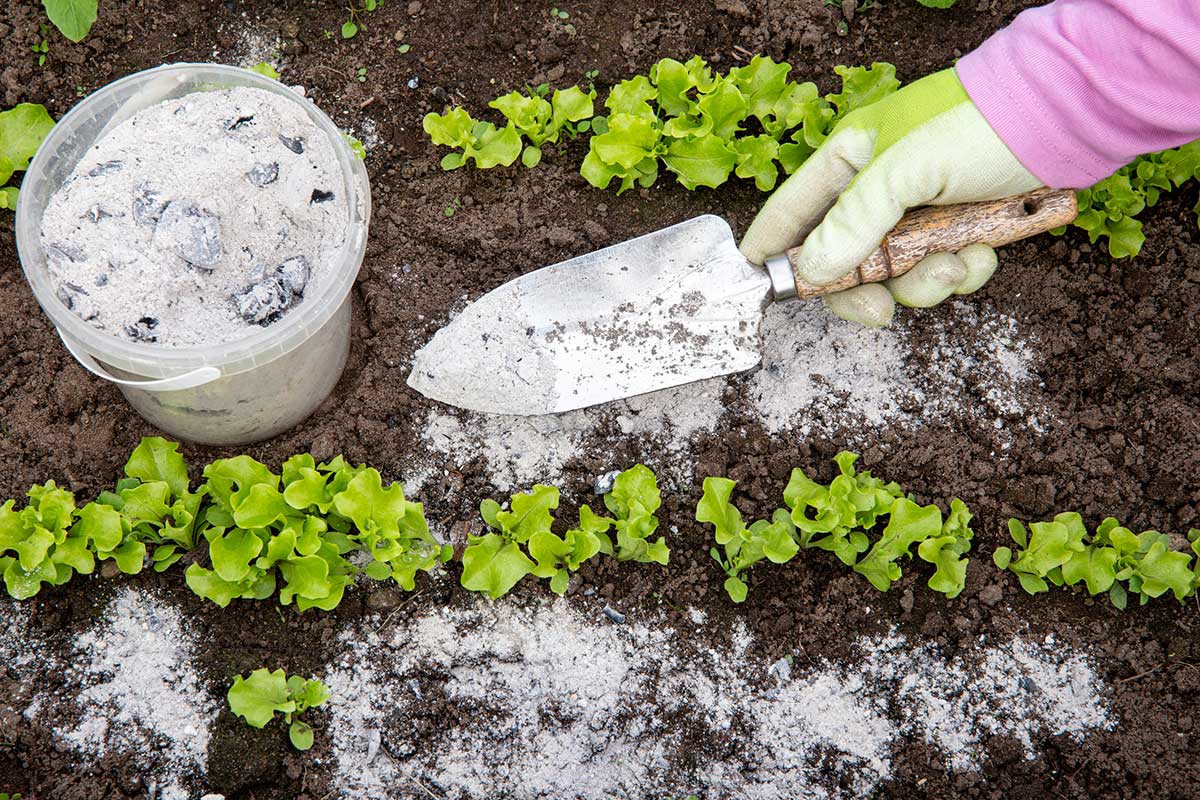 Uses For Wood Ash