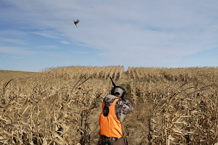 Hunter in a South Dakota corn field sighting down a pheasant.