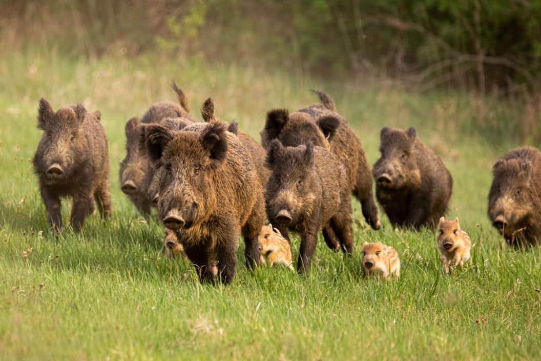 Sounder of feral hogs and piglets in a field.