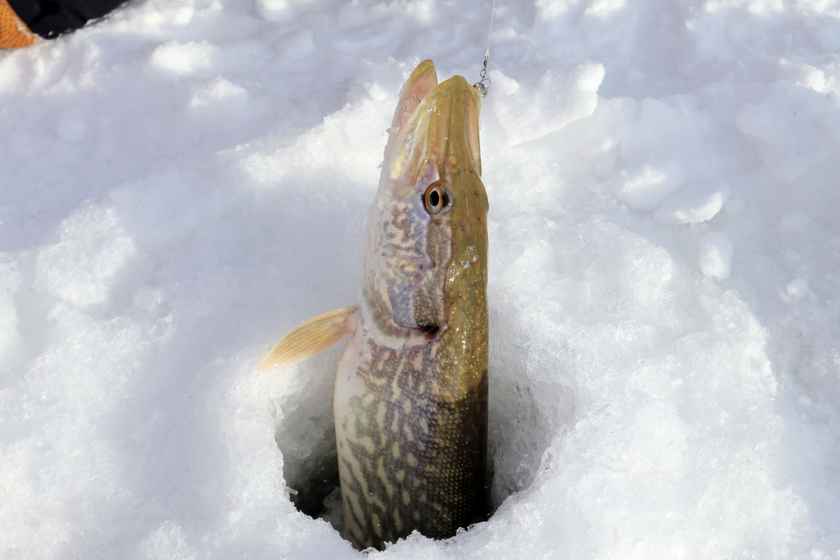 Ice Fishing for Pike